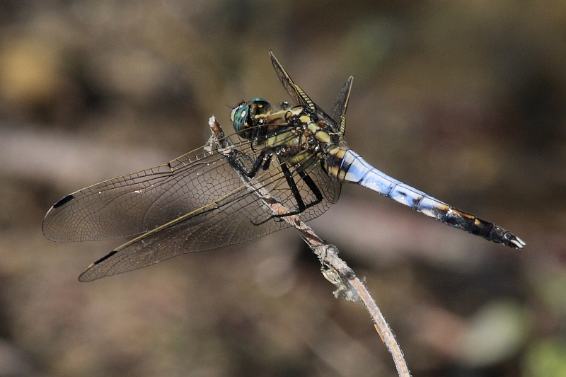 IMG_0766  Orthetrum albistylum male.JPG